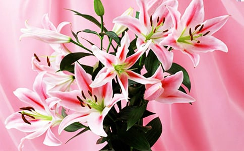 怎样折美丽的百合花
