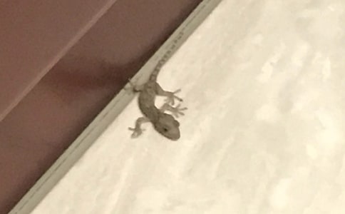 《壁虎借尾巴》教案