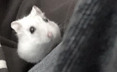 如何挑选仓鼠