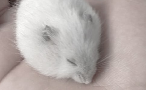 仓鼠要怎么养