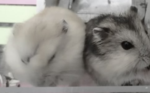小仓鼠宝宝怎么养