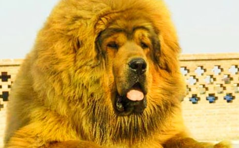 如何驯服藏獒