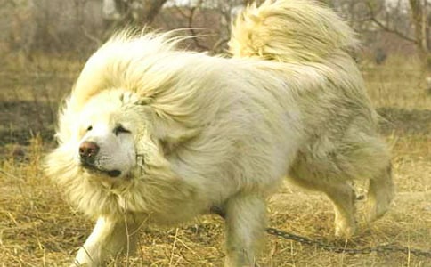 摇滚藏獒观后感