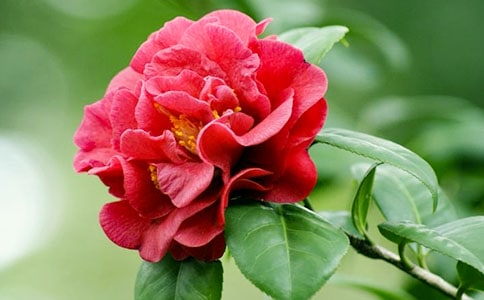 �軨����ֳ������ע������
