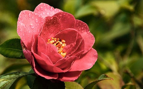 茶花树什么时候开花