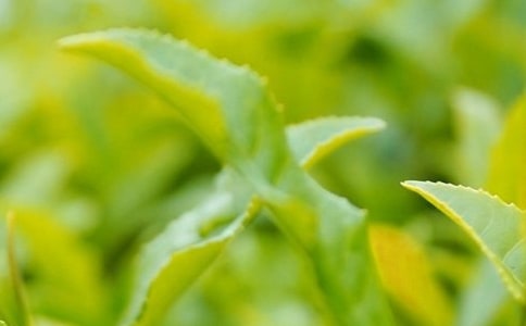 用茶叶去除冰箱异味的方法