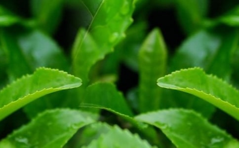 茶叶有哪些用处