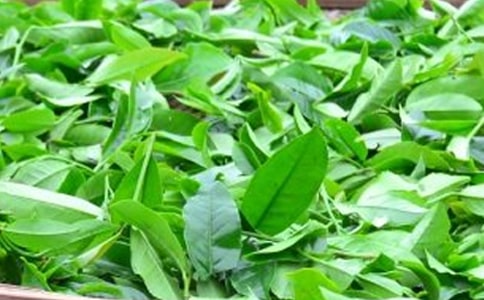 茶叶调研心得体会