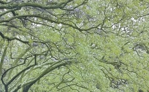 春风化雨观后感(通用20篇)