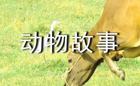 动物故事童话故事