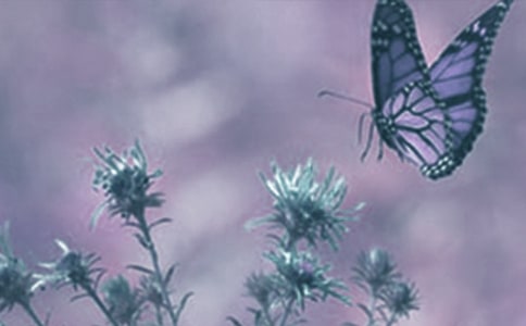 二年品德与生活《我喜爱的动植物》说课稿
