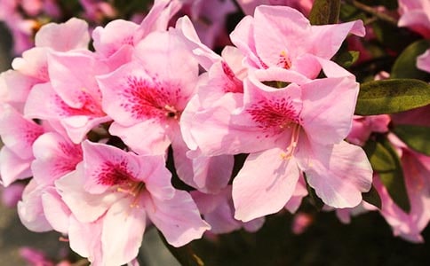 杜鹃花为什么只长叶不开花