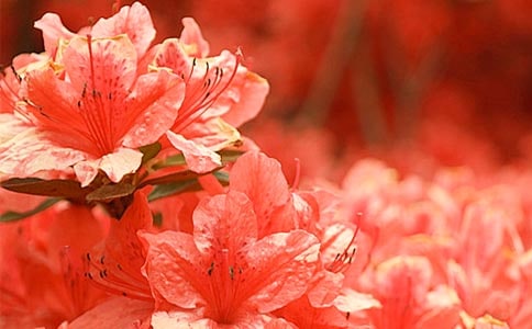 杜鹃花的花语寓意及其传说故事