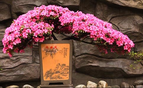 杜鹃花什么时候开花呢