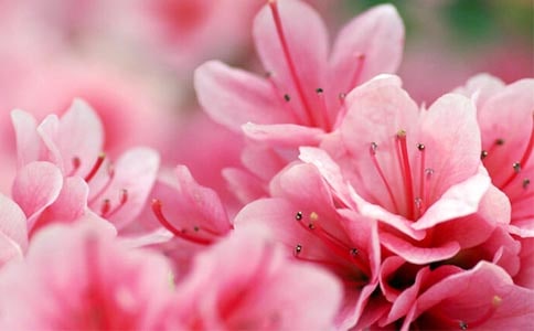 盆栽杜鹃花的养殖方法