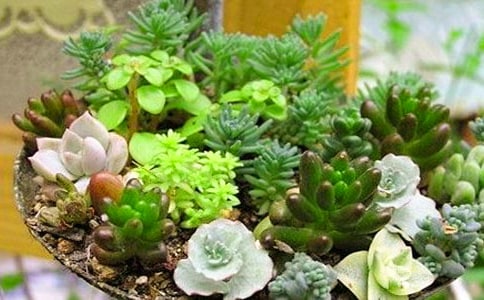 多肉荒波的养护技巧