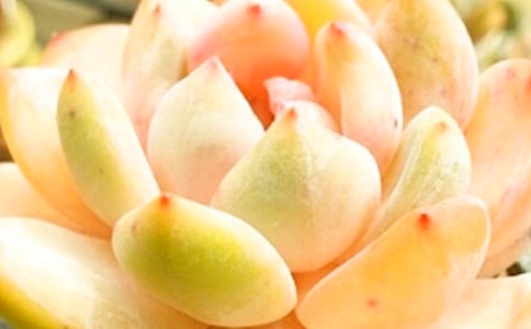 四月多肉养植方法