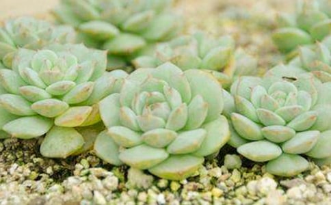 多肉开花后怎么处理