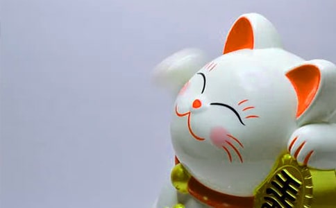 发财树的养殖方法