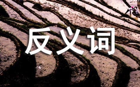 反义词大班语言活动教案及反思