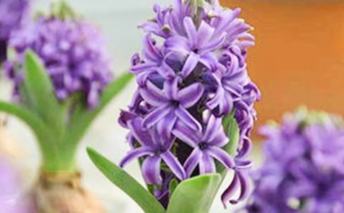 各色风信子的花语是什么