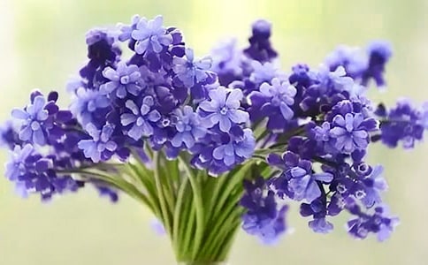 风信子是什么时候开花的