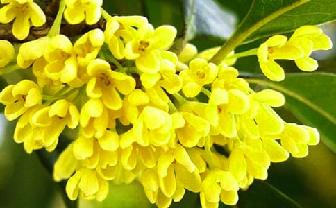 桂花树开花的时间