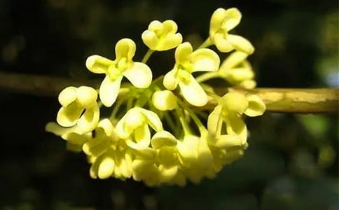 桂花树是什么时候开花