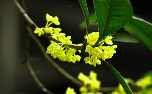桂花树什么时候开花呢