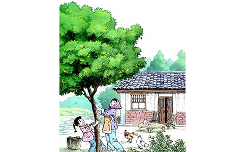 (热)桂花雨教学反思15篇