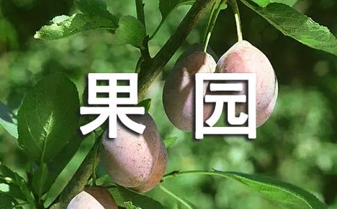 关于沙糖桔的果园种植技术及管理方法