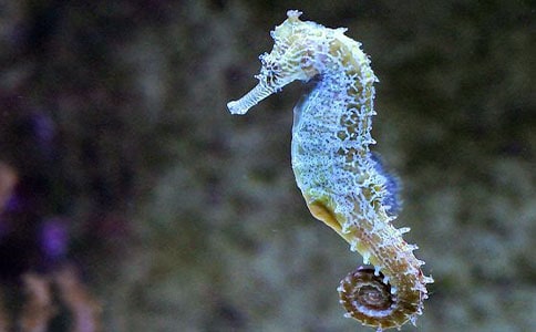 海马爸爸教案