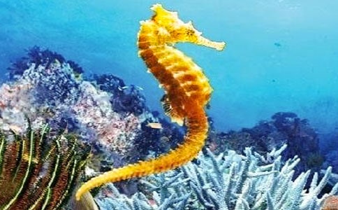 海马与章鱼