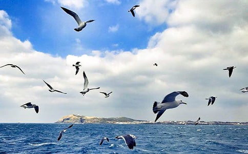 《海鸥乔纳森》读后感