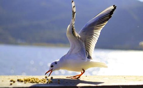 《海鸥乔纳森》读后感集合15篇