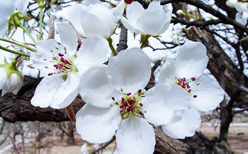秋海棠什么时候开花