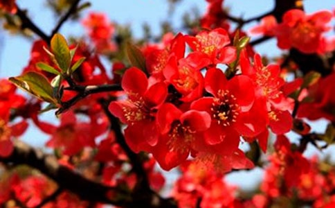 郑谷《海棠》阅读答案及全诗赏析