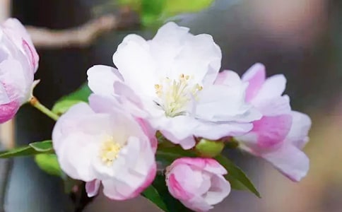 ���ں��Ļ��ľ���