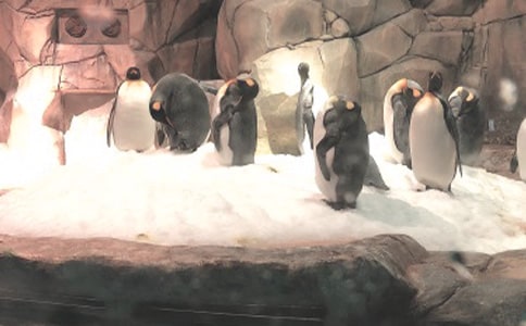 香港海洋公园的游玩攻略
