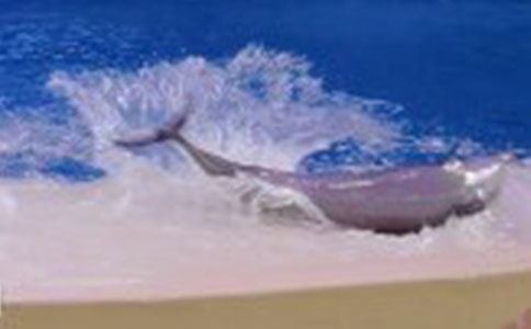 《蓝色的海豚岛》读后感