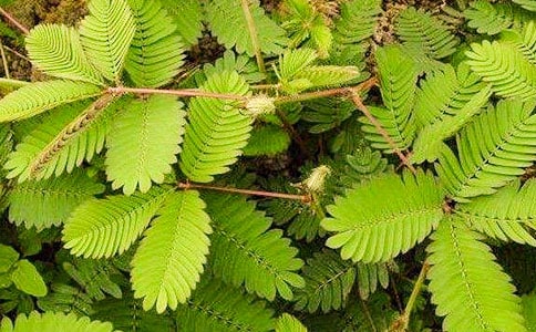 含羞草怎么养