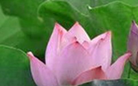 《荷花》课文教案