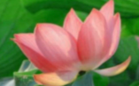 荷花花瓣简笔画