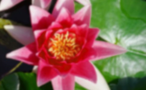 2024年形容荷花的句子摘录49句