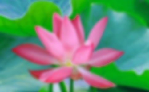 荷花教案3篇