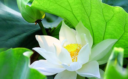 《荷花淀》教案(精选15篇)