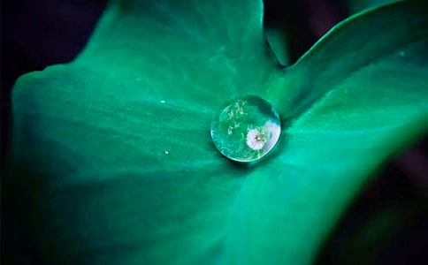 《荷叶圆圆》教案荷叶圆圆的教案