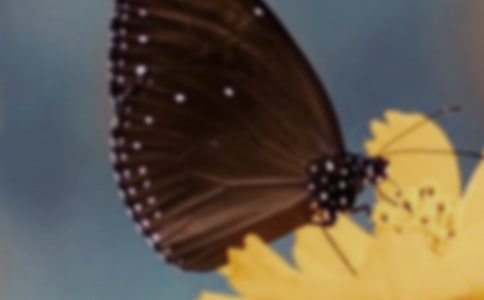 ��ɫ�ĺ����Գ�ӡ���̰�