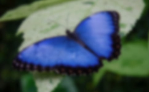 彩色蝴蝶简笔画
