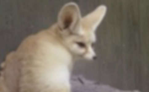 狐狸的智慧寓言故事(精选12个)